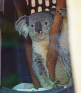Het echte leven in de dierentuin NLZIET