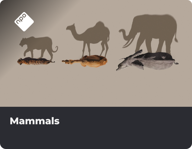 Mammals app NLZIET